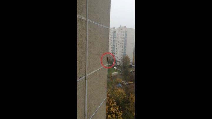  Пушистый экстремал бегает по стене многоэтажного дома 
