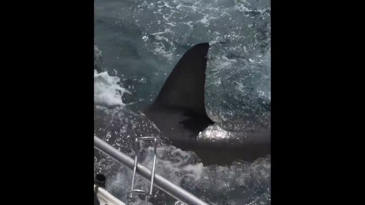 Австралиец отбился от акулы с помощью швабры 