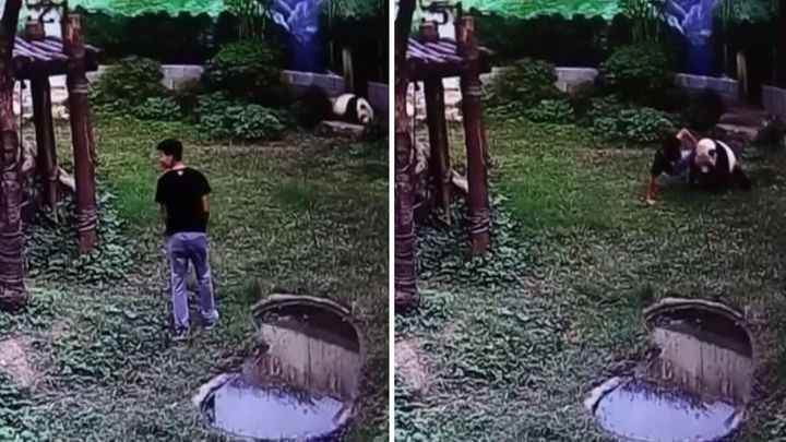 В китайском зоопарке панда атаковала пристававшего к ней посетителя 