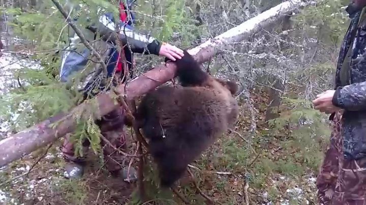 Группа охотников спасла медвежонка из металлической браконьерской петли 