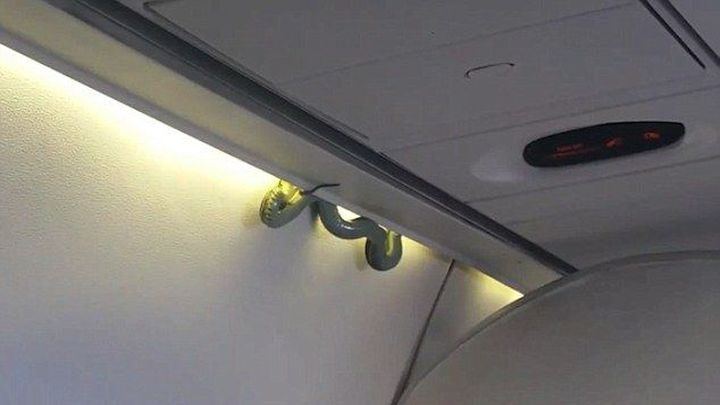 Змея, неожиданно появившаяся в самолёте,  не на шутку перепугала пассажиров 