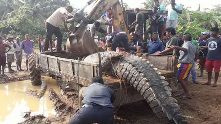 Гена, живи! В Шри-Ланке защитники животных спасли огромного однотонного крокодила  