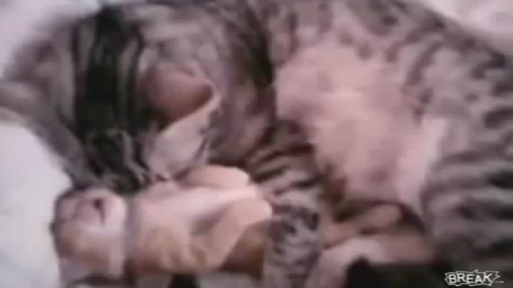 Любящая мама-кошка защитила котенка от кошмара  