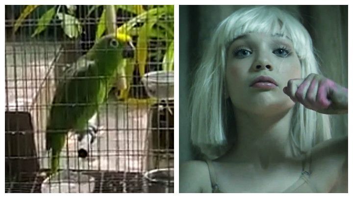 Попугай проникновенно исполнил хит певицы Sia и стал звездой 