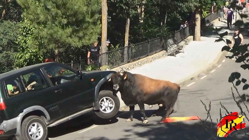 В Испании бык атаковал автомобиль 