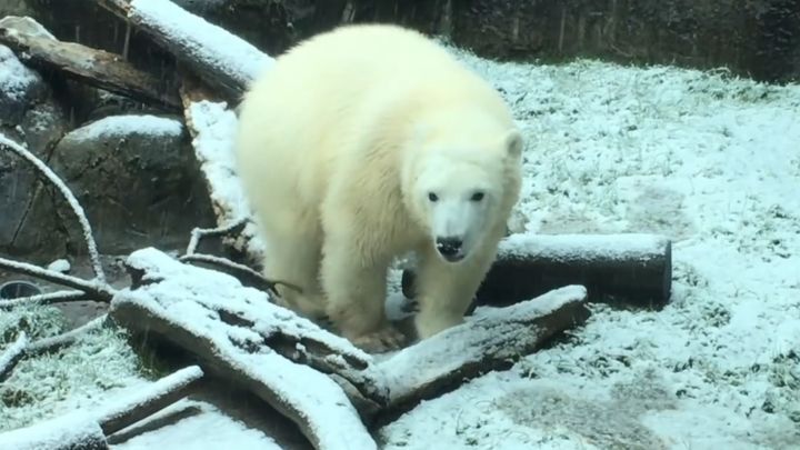 Годовалая медведица Нора радуется первому снегу в своей жизни 