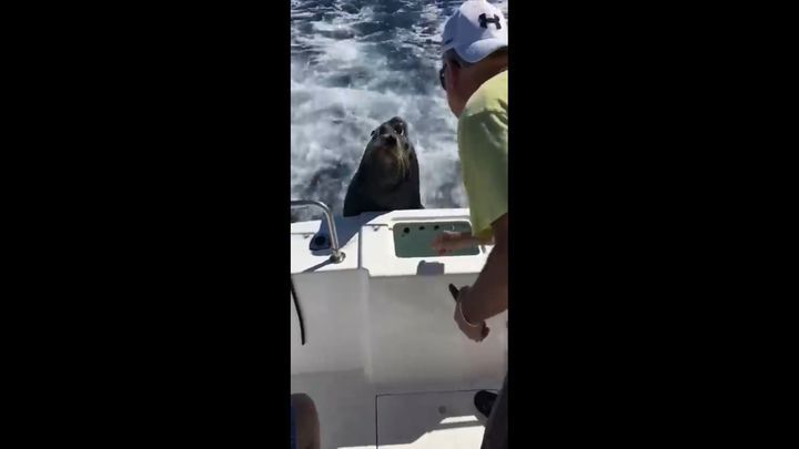 Ты не ты, когда голоден: морской лев запрыгнул на катер ради еды 