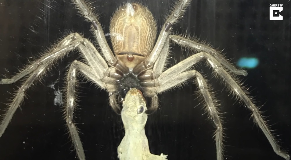 Огромный паук начал пожирать ящерицу во время ужина австралийской семьи 