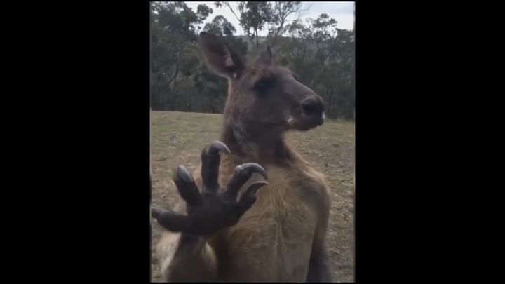 Мускулистый кенгуру, с которым лучше не связываться  