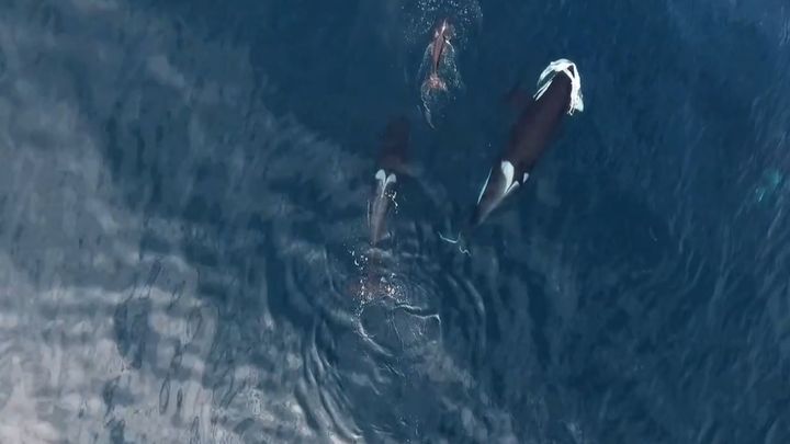 Оператору дрона удалось заснять двух самок косатки и их детеныша, которые разрывают акулу на куски 