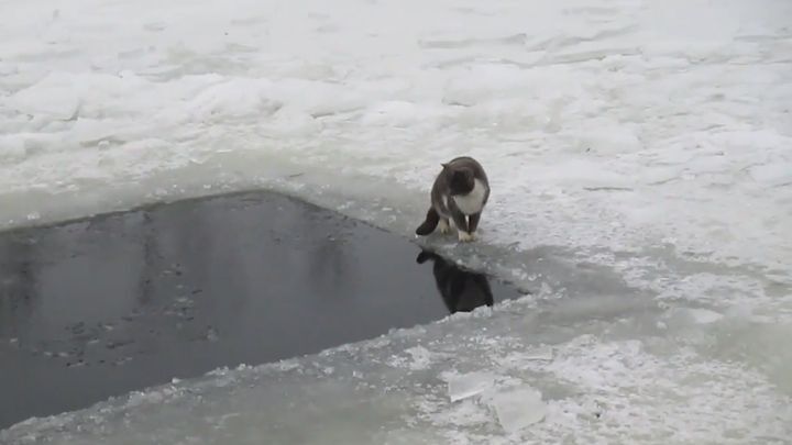 Котик поймал рыбу на зимней рыбалке в ледяной проруби 