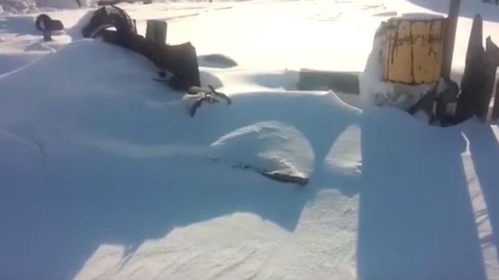 Собаку в будке засыпало снегом 