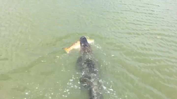 Ленивый аллигатор украл добычу у юного рыбака 
