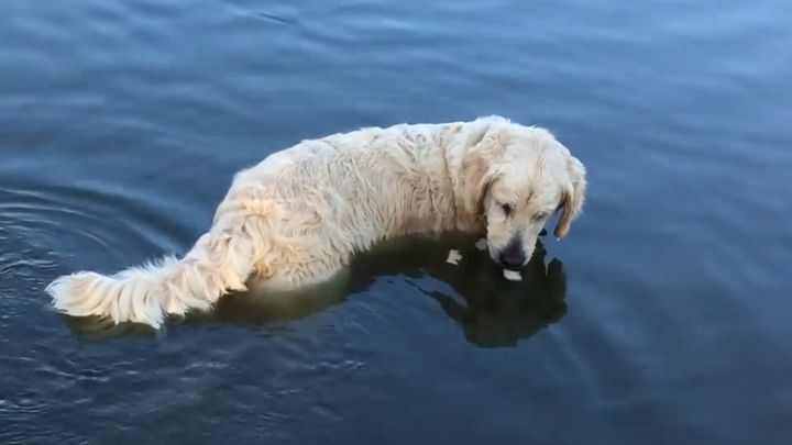 Этот пес – прирожденный рыболов!  