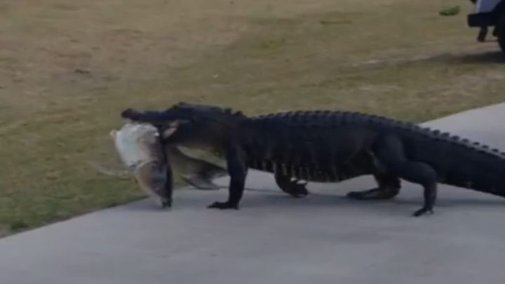 Аллигатор с большой рыбой в зубах прогулялся по полю для гольфа 