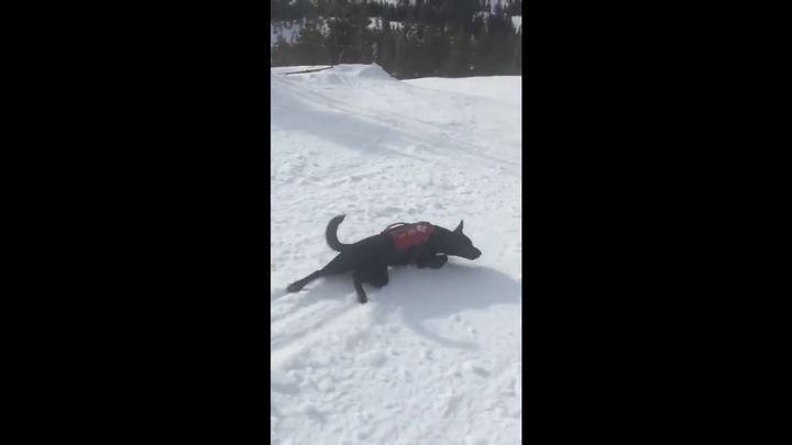 Собака-спасатель виртуозно съезжает с заснеженного склона 