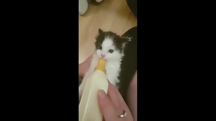 Котенок хлопает ушами, когда пьет молоко! 