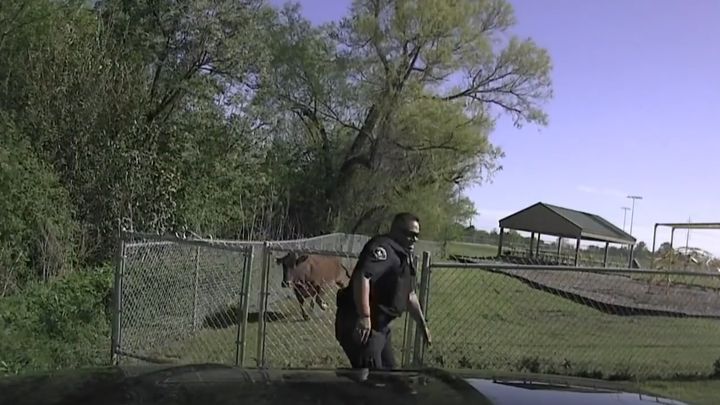Свободолюбивая корова красиво ушла от полицейской погони  