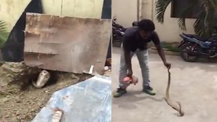 Индийский строитель случайно раскопал гнездо гигантской кобры 