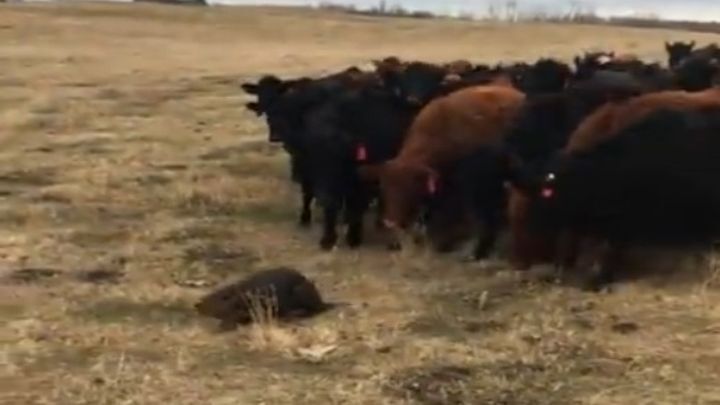 В Канаде речной бобр повёл за собой 150 коров 
