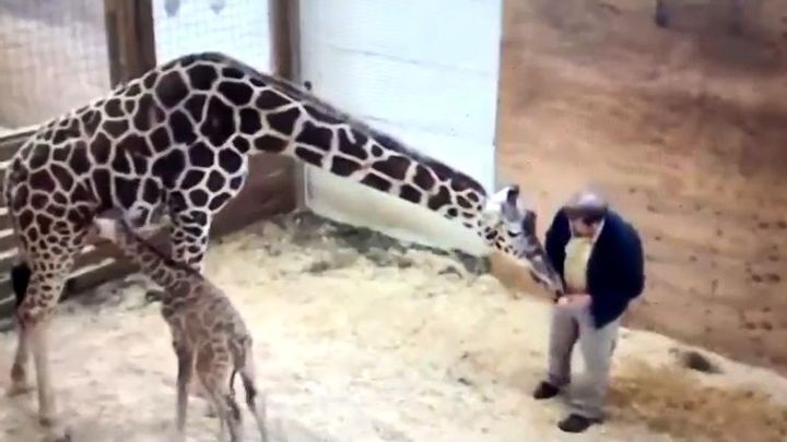 Жираф отгоняет пинками работника зоопарка, пытающегося приблизиться к её детёнышу 