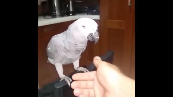 Сообразительный попугай добирается до спрятанного угощения 
