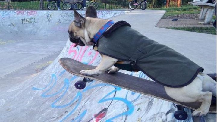 Собачий экстрим: французский бульдог показал, как надо ездить на скейтборде 