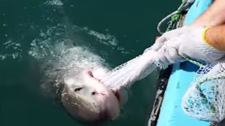 Рыбак "сыграл" с акулой в перетягивание сети  