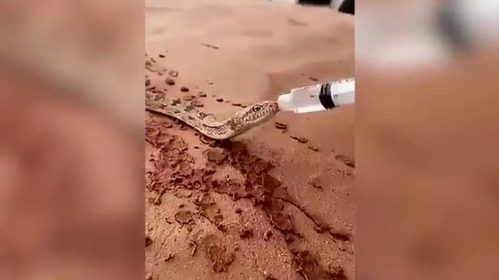 Умирающую от жажды змею напоили водой из шприца 