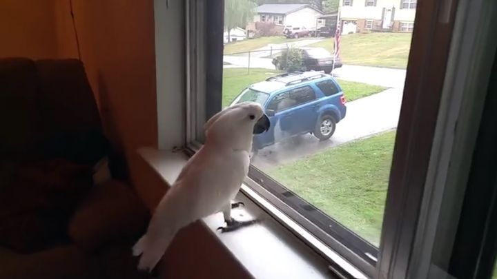Попугай приходит в восторг, когда его хозяин возвращается домой 