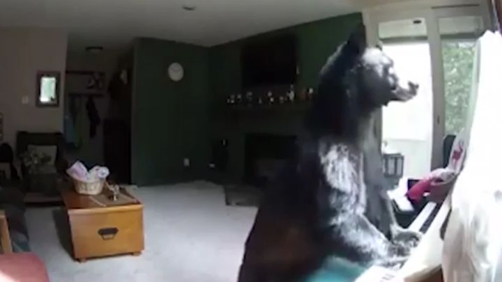 Медведь забрался в дом и "сыграл" на пианино 