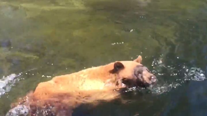 Медведь чуть не погиб, переплывая бурную реку 