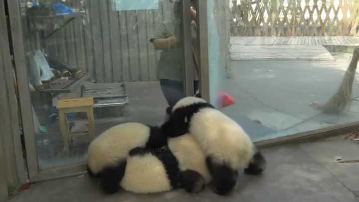 Пушистые неваляшки мешают уборщице китайского заповедника панд 