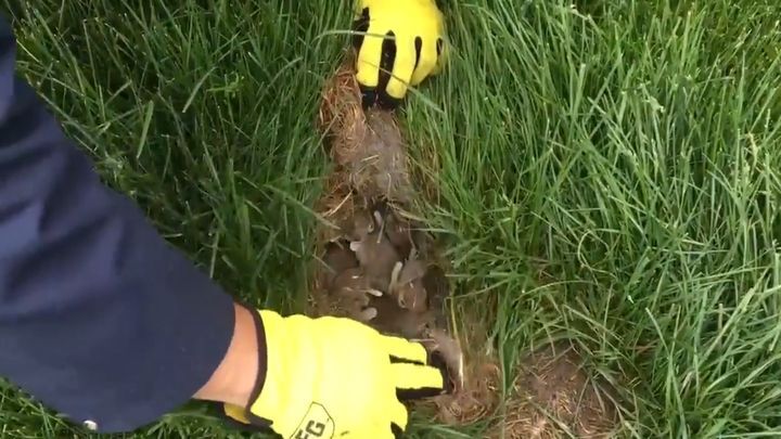 Канадец нашёл под высохшим участком газона гнездо с маленькими крольчатами 