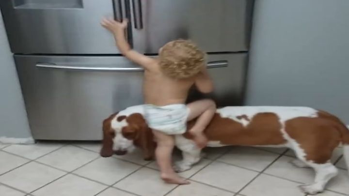 Верный четвероногий друг помог маленькой девочке добраться до холодильника 
