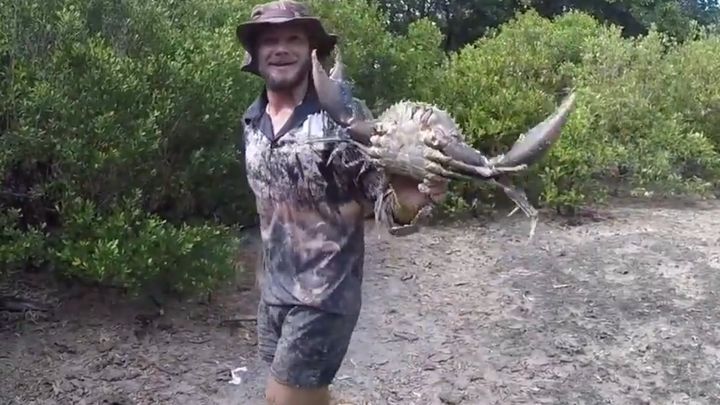 Австралиец показал, как поймать гигантского мангрового краба с помощью палки 