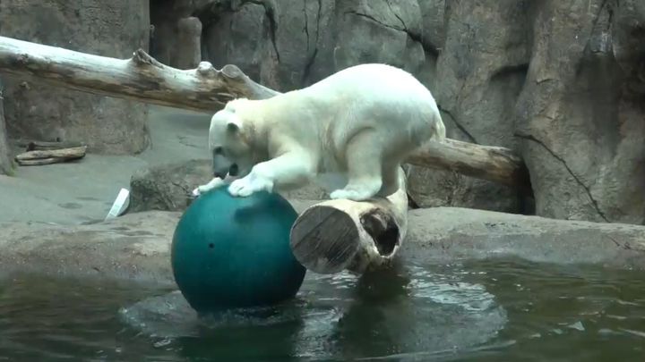 Неуклюжая полярная медведица не может поймать мяч 