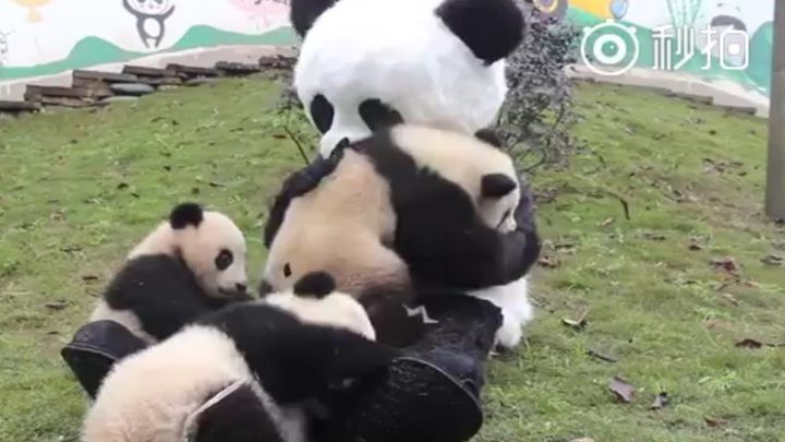 Одна из лучших работ в мире: Работники китайского заповедника переодеваются в панду и обнимаются с маленькими пандами 