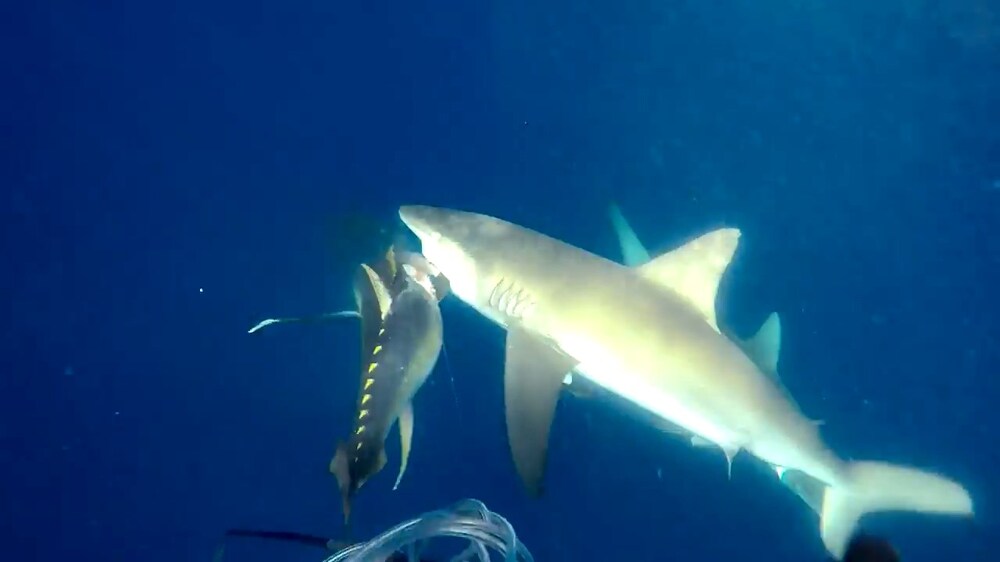 Нападение акул на подводного оходника 