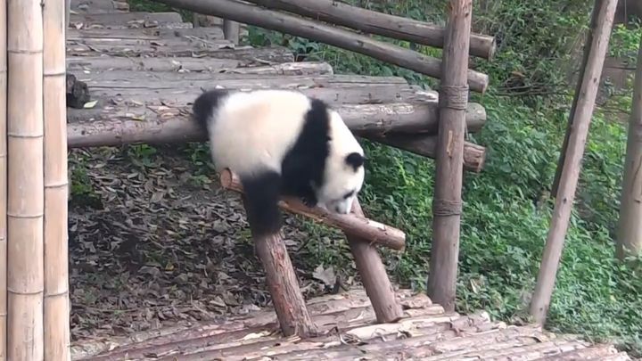 Как панды страдают от своей неуклюжести 