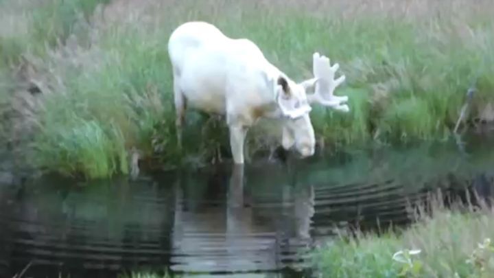 В Швеции сняли редкого абсолютно белого лося 