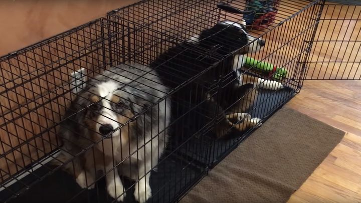 Собаки спрятались в клетки, осознав, что их сейчас будут ругать 