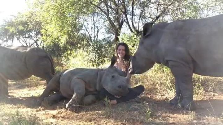 Пухленькому детенышу носорога хочется немного ласки 