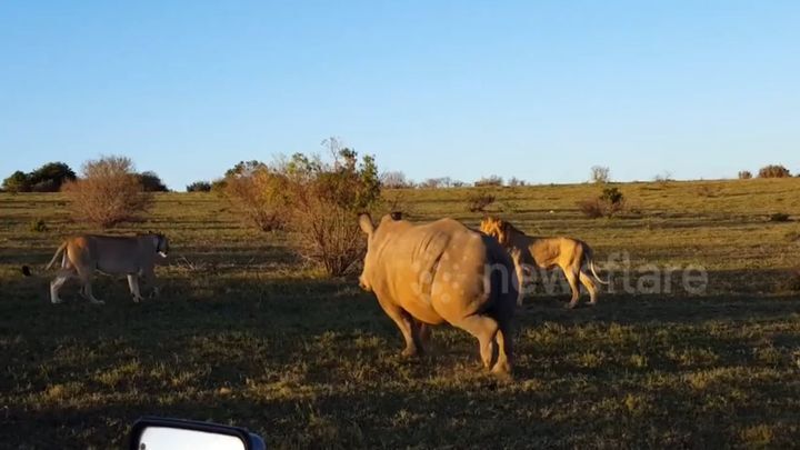 Носорог разогнал парочку львов в момент интимной близости 