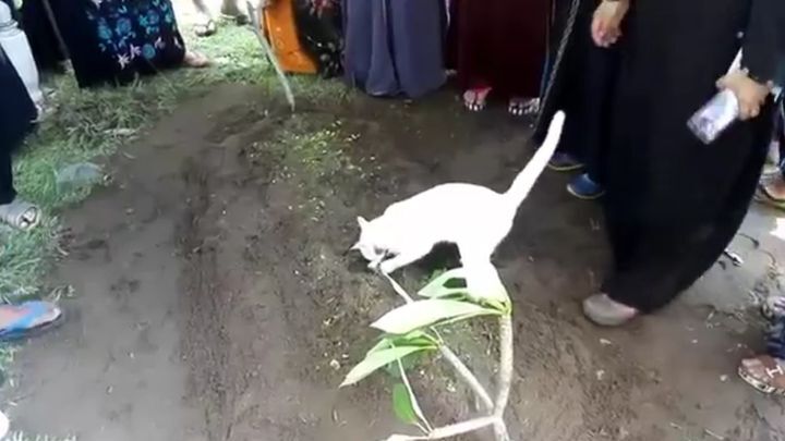 Кошка не хочет покидать могилу хозяина 