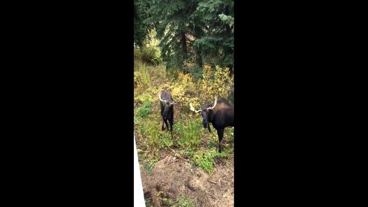 Два лося подрались за территорию перед домом американца 
