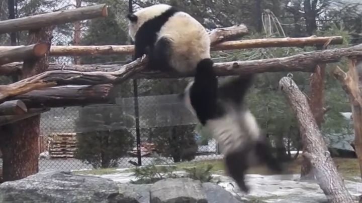 Как панды страдают от своей неуклюжести. Часть 2 