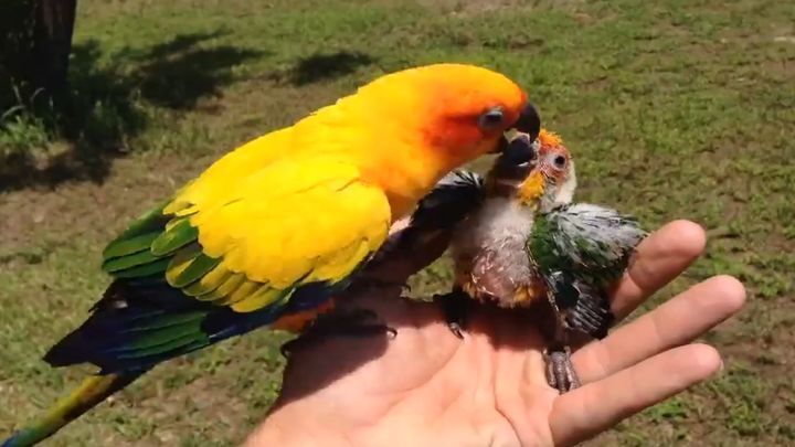 Папа-попугай пытается кормить птенца после гибели матери 