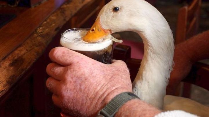 Утка наслаждается пивом в ирландском пабе 