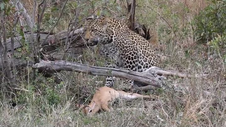 Самка леопарда учит детенышей охотиться  